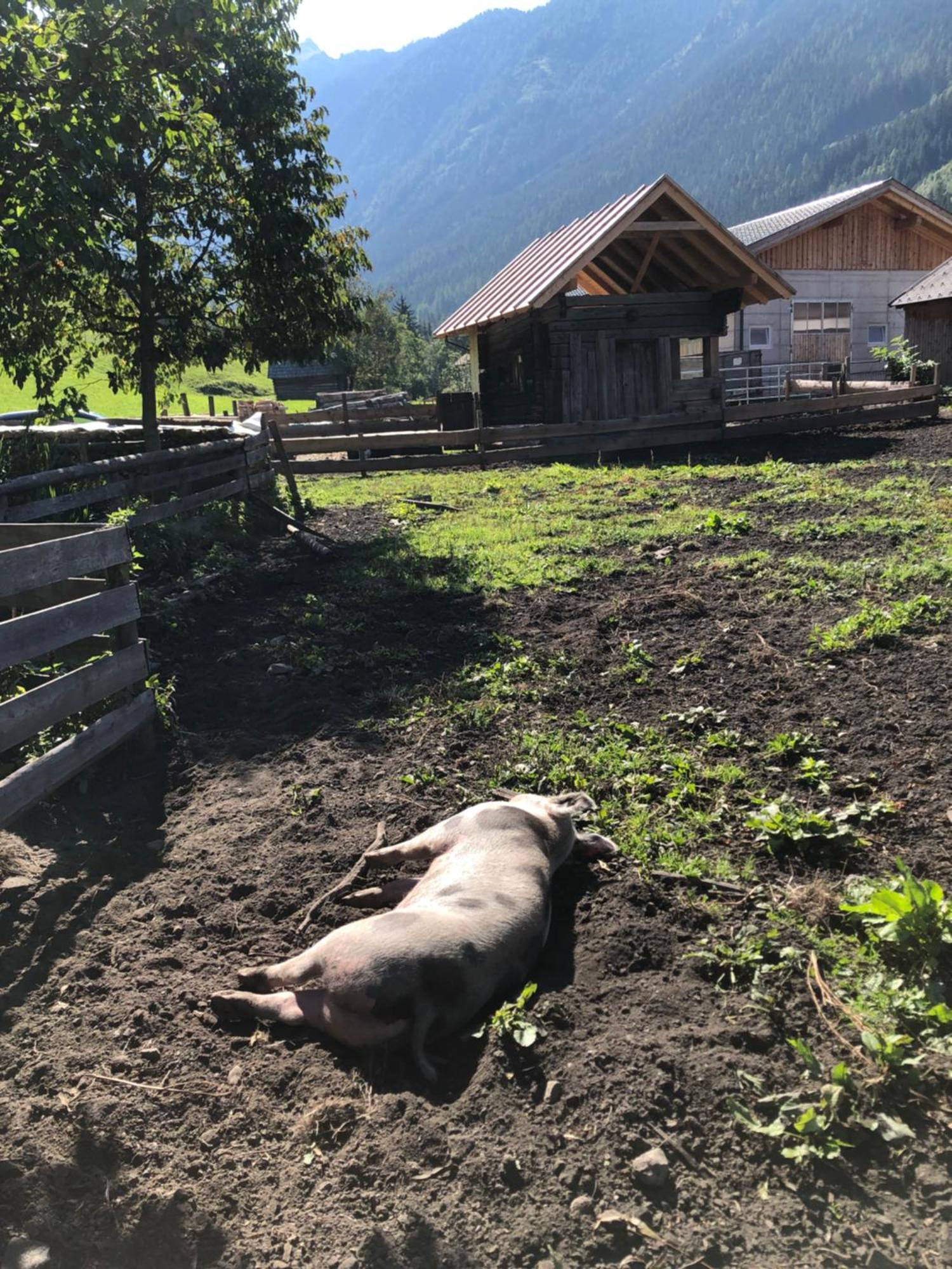 Vila Auerhof Schladming Exteriér fotografie