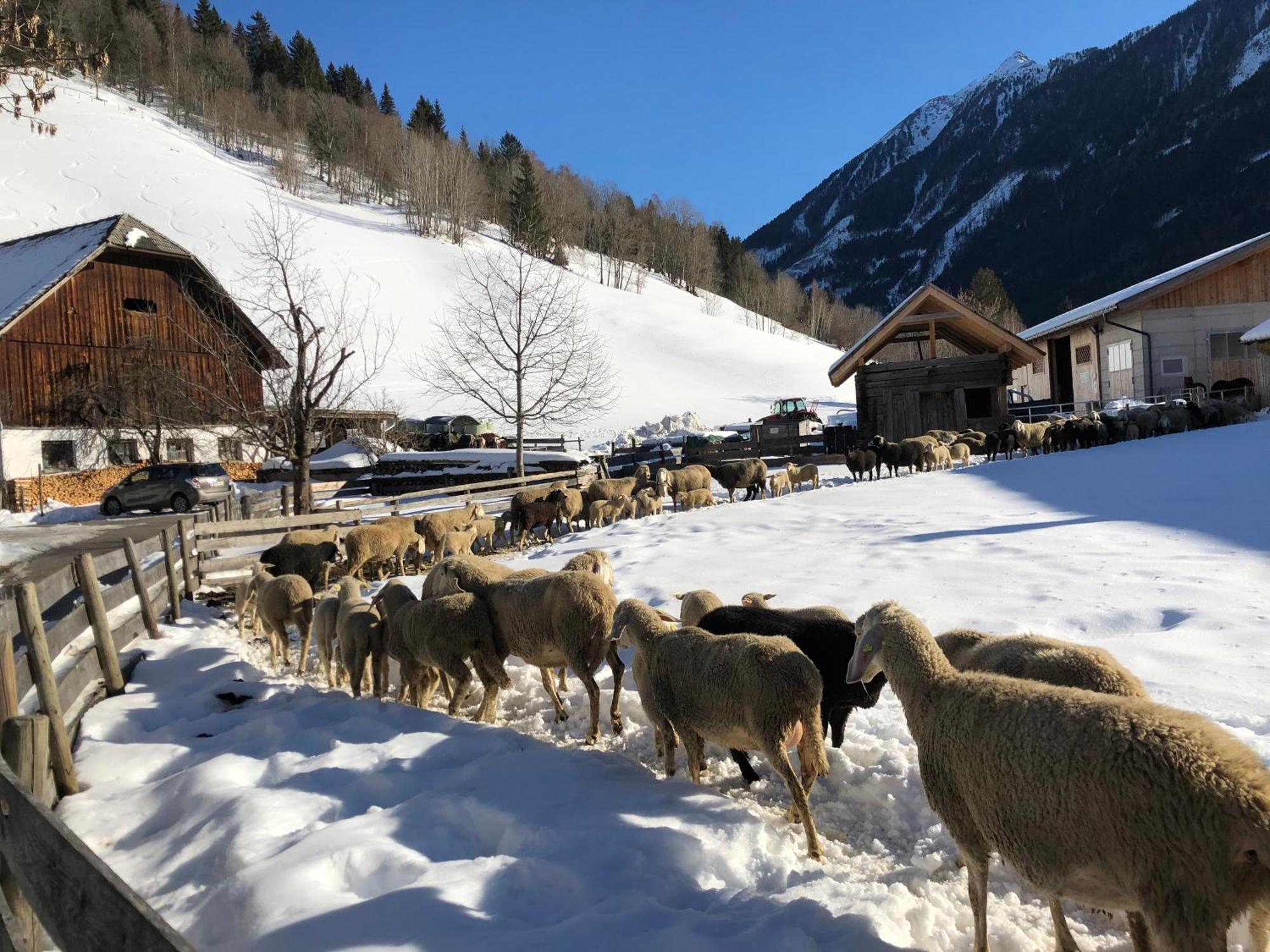 Vila Auerhof Schladming Exteriér fotografie